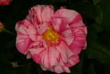 Rosa gallica 'versicolor' RCP6-06 135 syn 'Rosa Mundi'.jpg